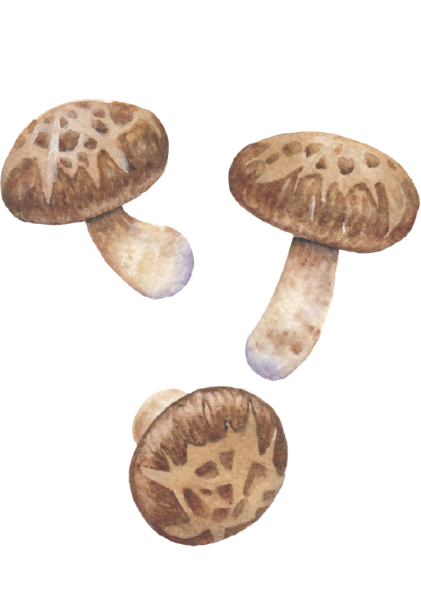 Shiitake