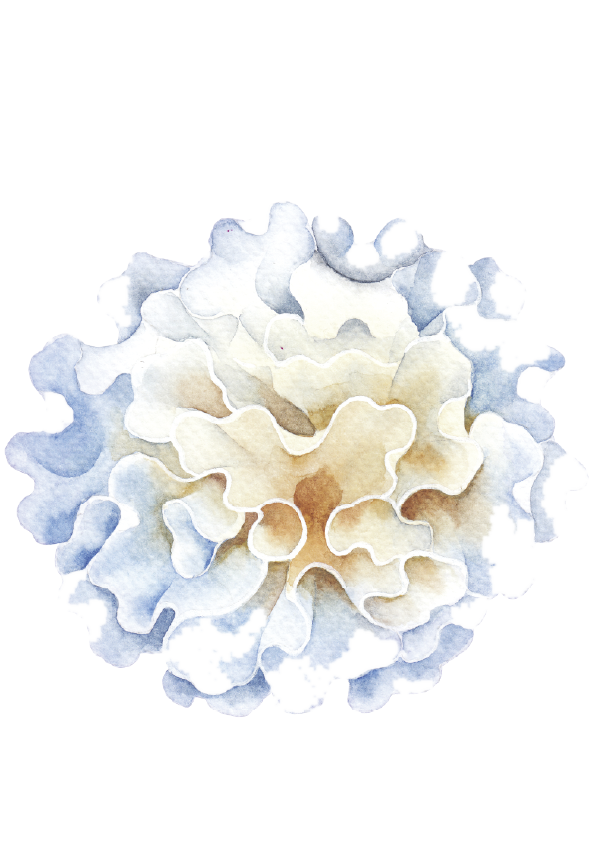 Tremella